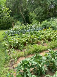 Potager en terrasses