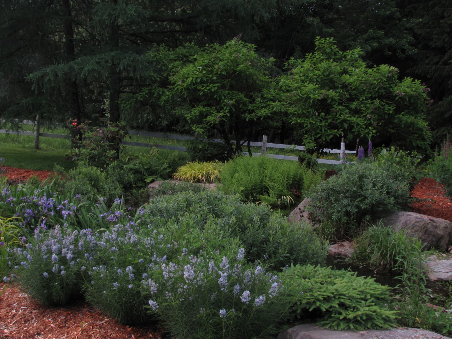 Jardin de pluie en plantes indigènes