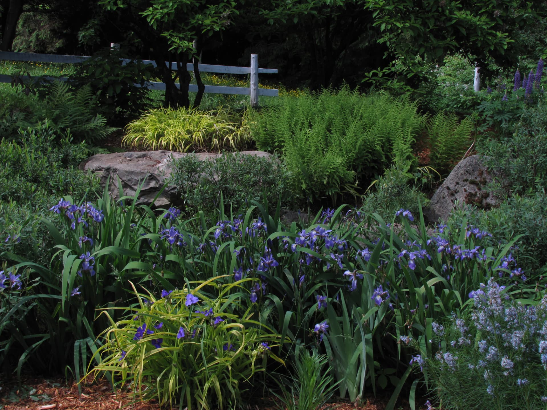 Iris versicolores en floraison