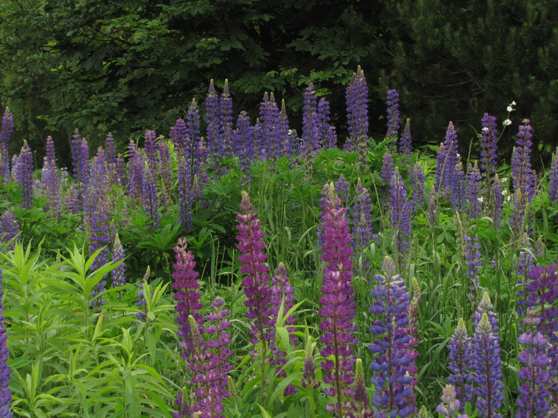 Série lupins — le champ, source d'inspiration